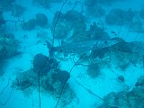 Curacao 04-12 159